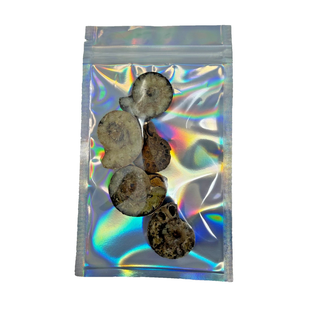 Lot of 5 Polished Ammonite Fossils Madagascar 1.25–1.5" Natural Specimens - Picture 7 of 8